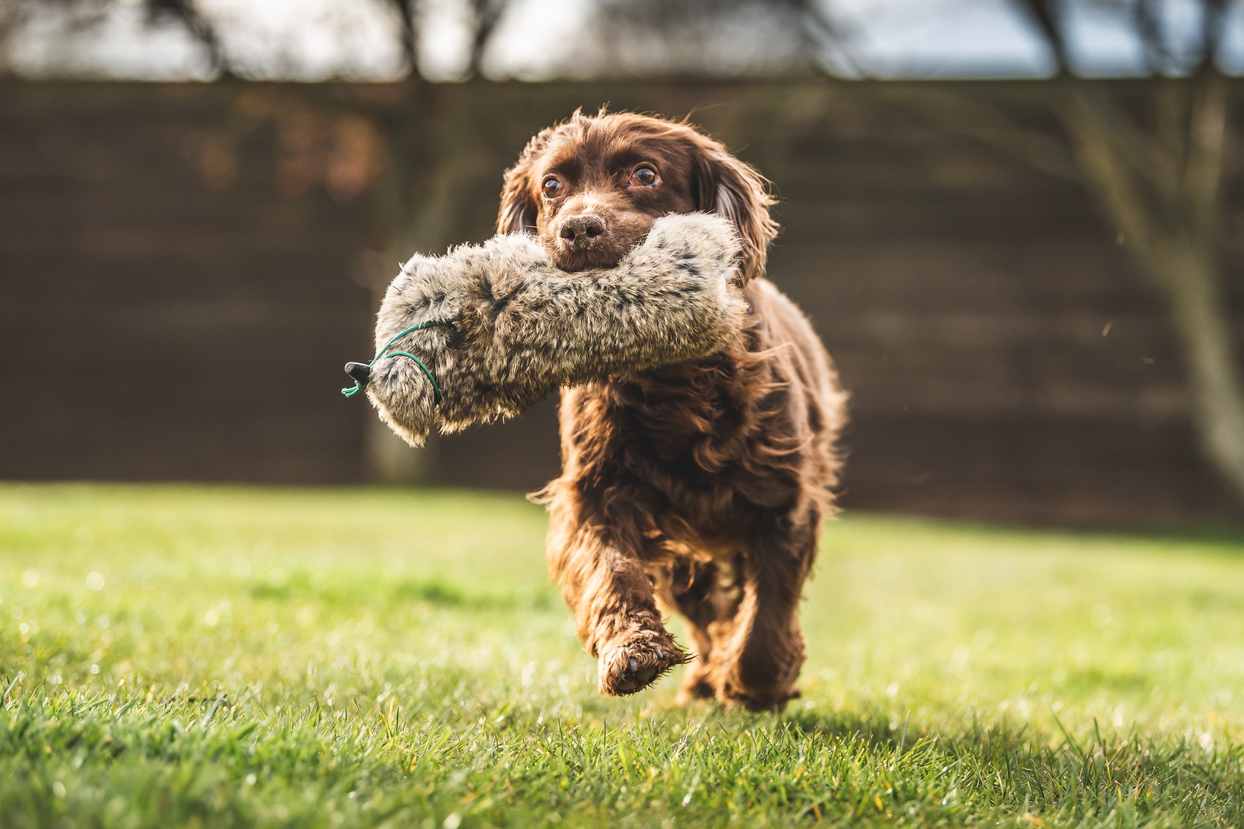 Puppy retrieving a dummy