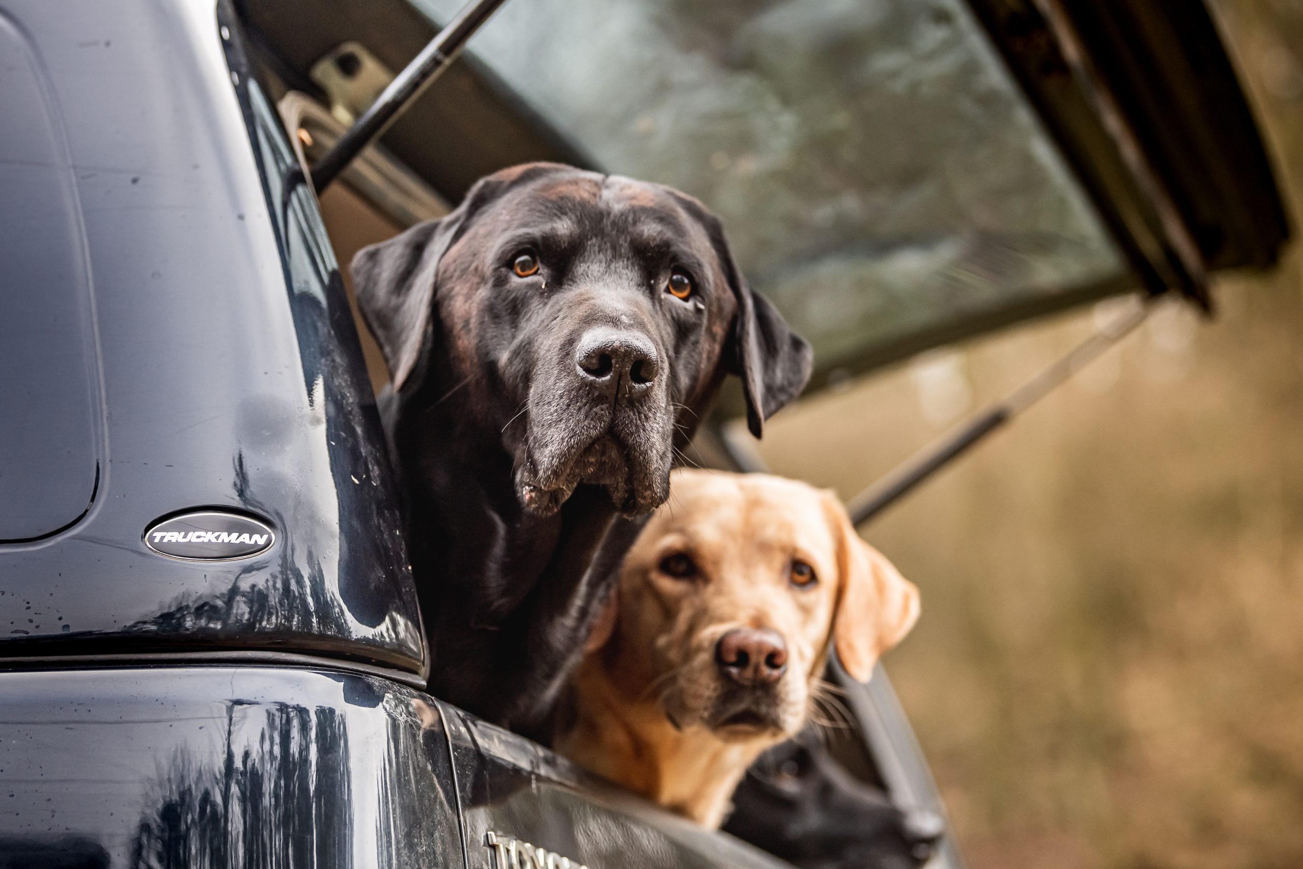 Two labradors with heads sticking out of the back of a pick up