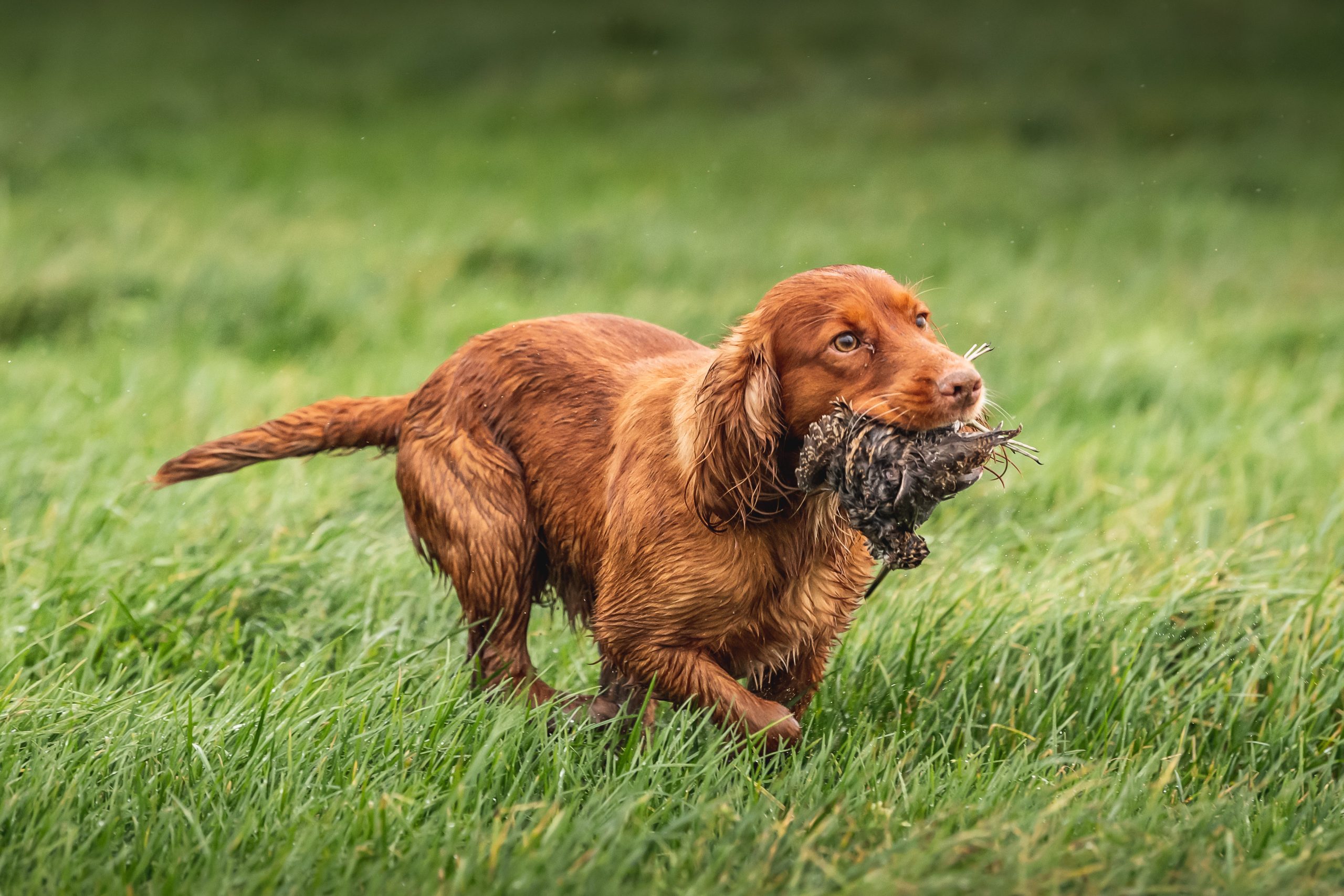 A fox red spaniel retrieving a snipe