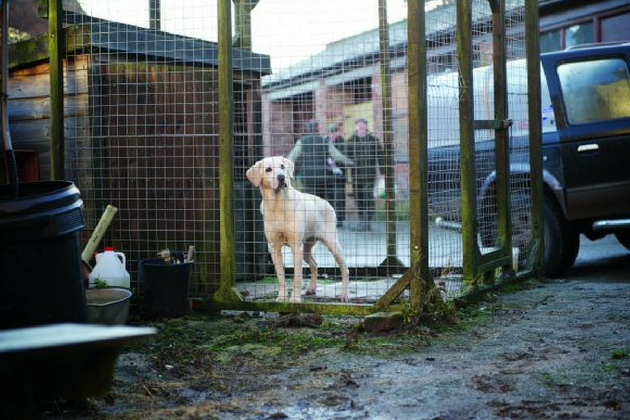 dog in kennels 