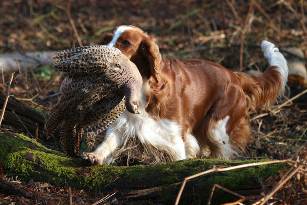 Welsh springer spaniel
