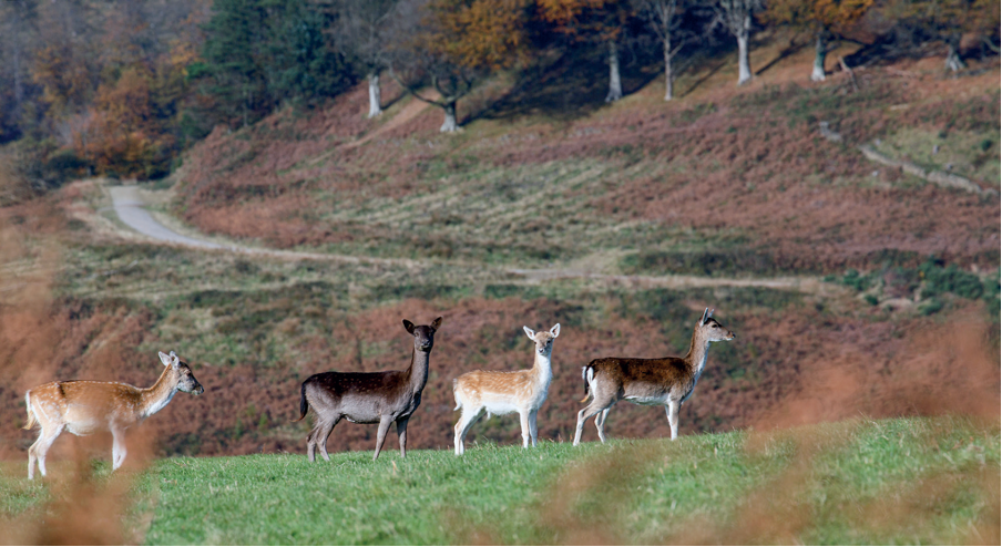 Surprising finding about deer diet offers conservation hope 