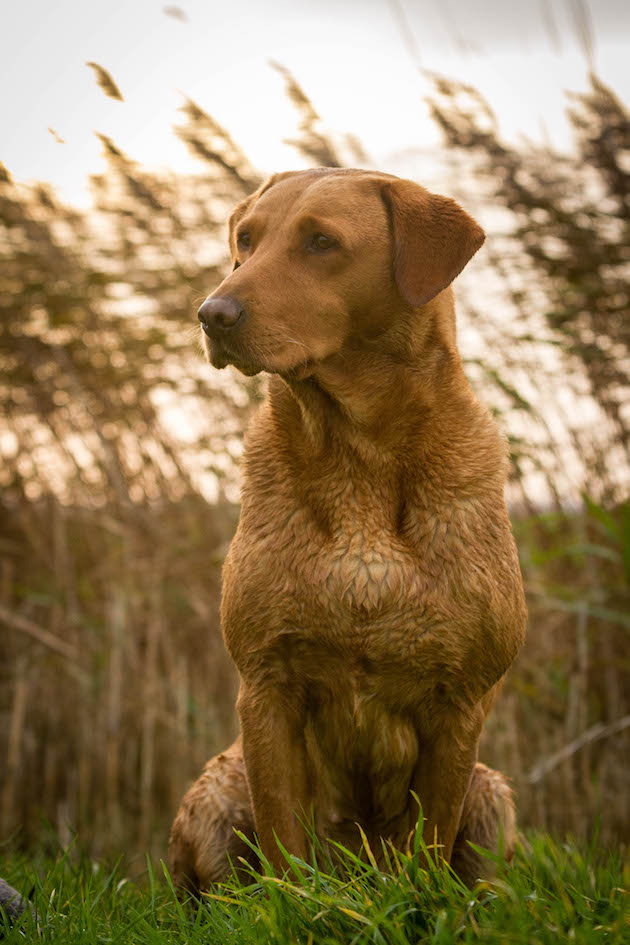 Fox-red Labrador is a popular dog breed 