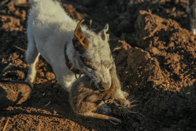 ratting with terriers