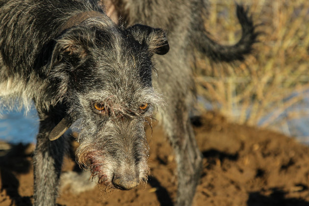 Lurcher