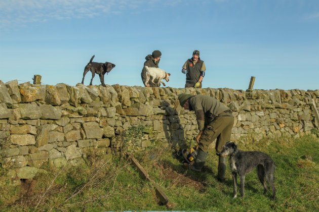 Ratting with terriers