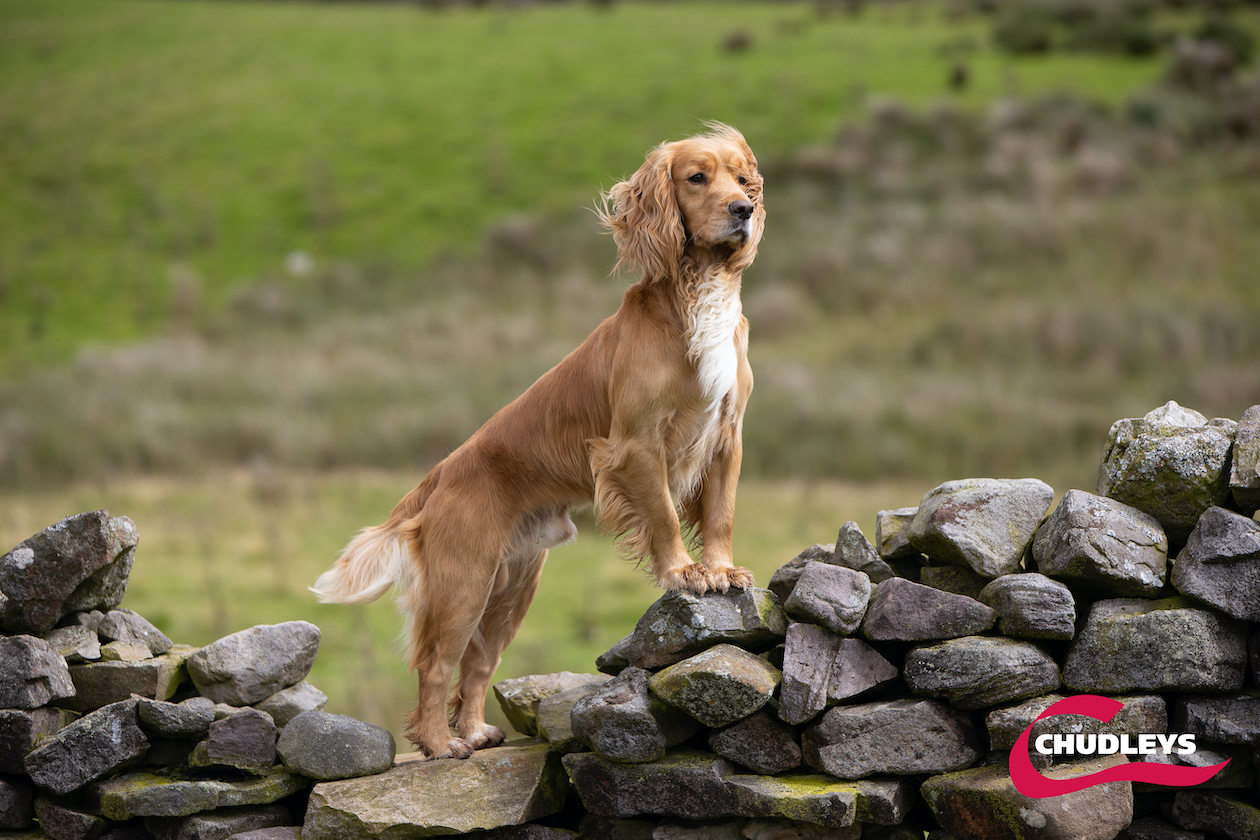 working cocker spaniel 