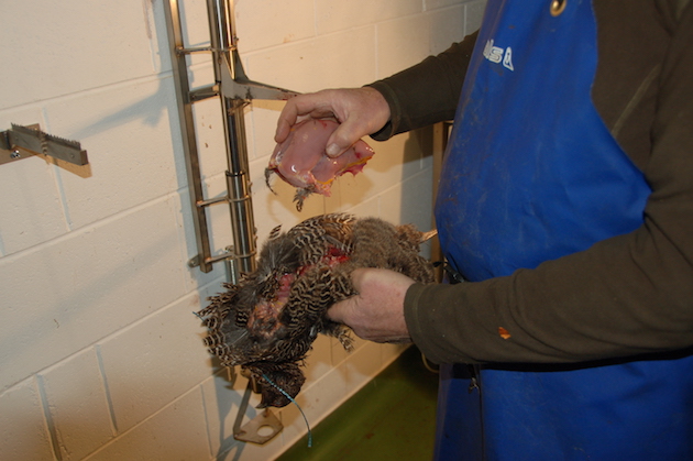 pheasant crowner 