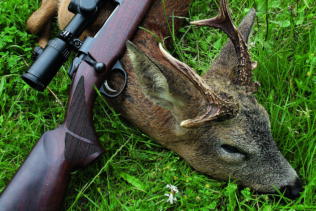 deer shot by rifle