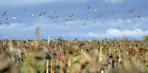 Dove shooting in Argentina