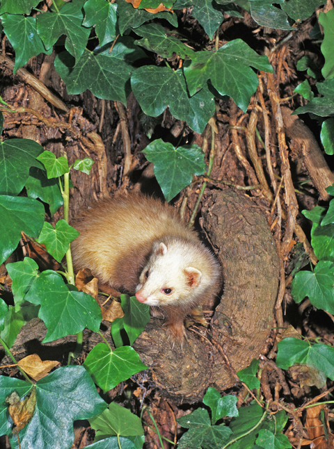 Ferret Hunting Companion