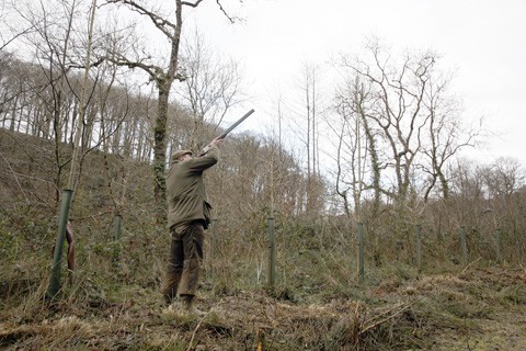 Game shooting Hembury