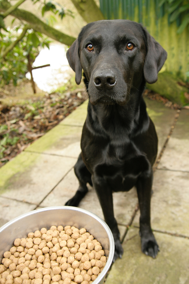 working dog diet