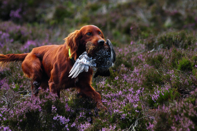 Irish setter with grouse