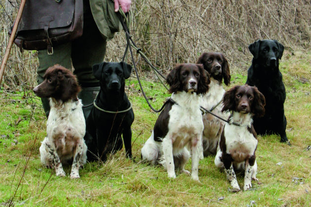 spaniels on lead