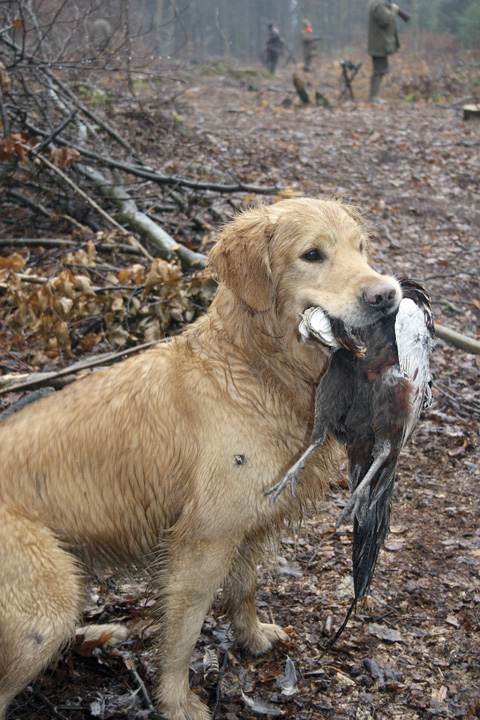 Pheasant shooting Mahomet Normandy