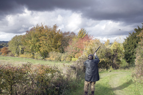Pheasant shooting Priors Park