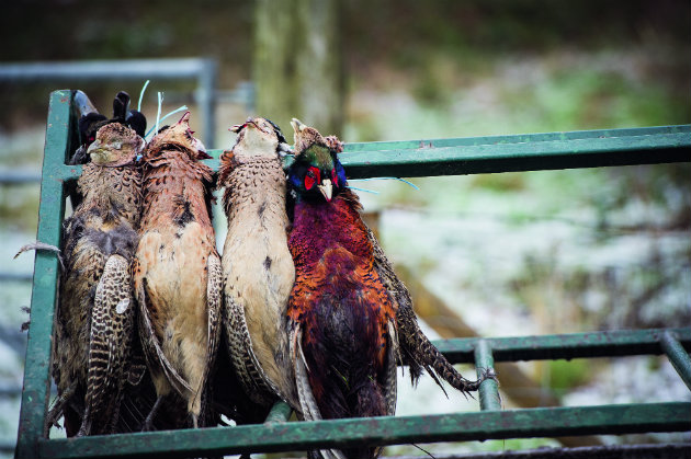 hanging pheasants