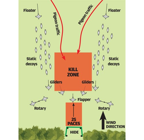 Pigeon shooting pattern over oilseed rape