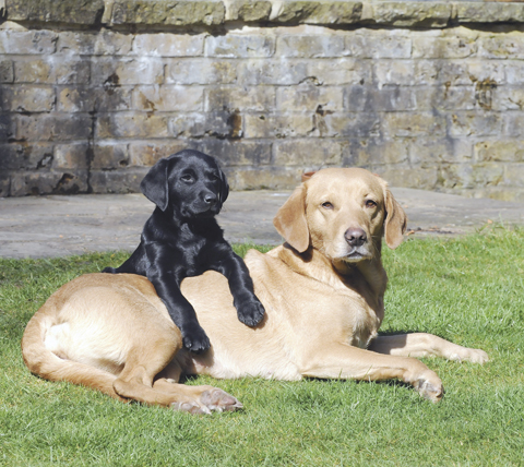 Giving puppies a good home