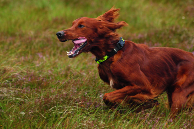 Red setters more prone to urinary incontinence in dogs 