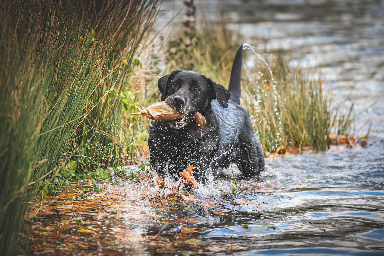 Black labrador in water