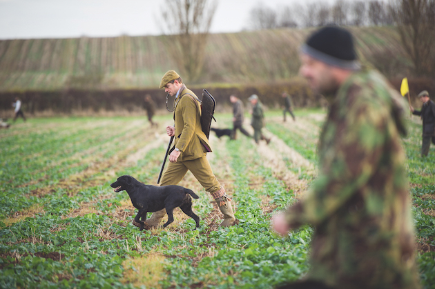 Labrador on shoot