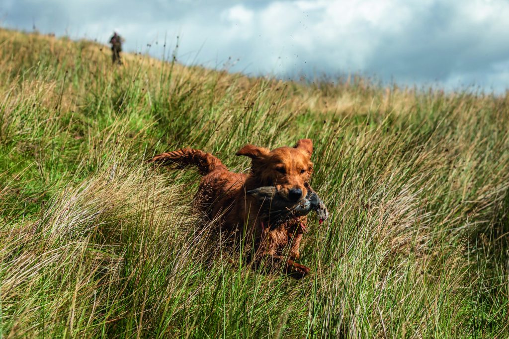 Why gundog owners should go for goldies