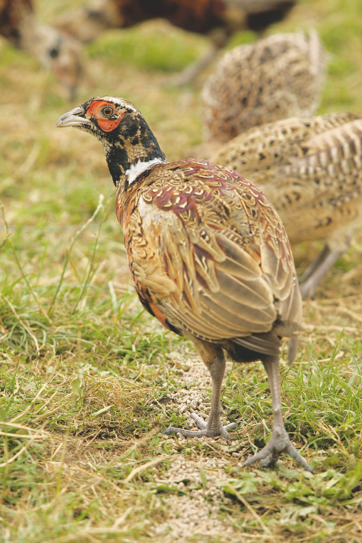 keeping pheasants close to home by feeding 