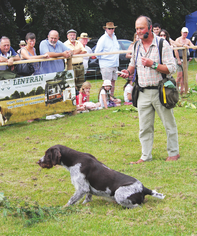 German Wirehaired Pointer 