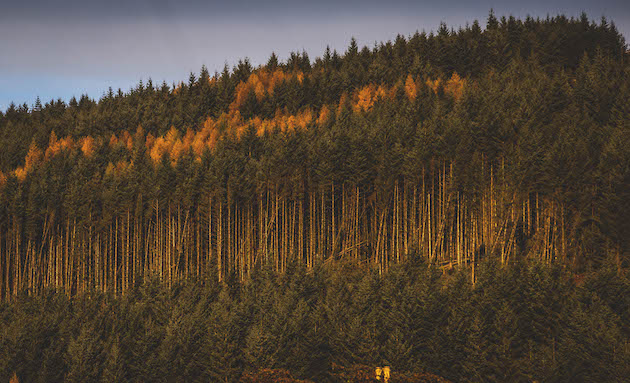 Scottish forest 