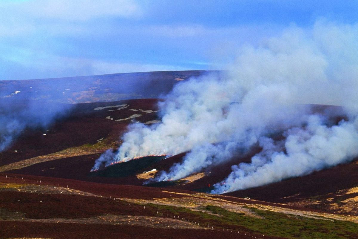 Heather burning - how changing weather means a different approach ...