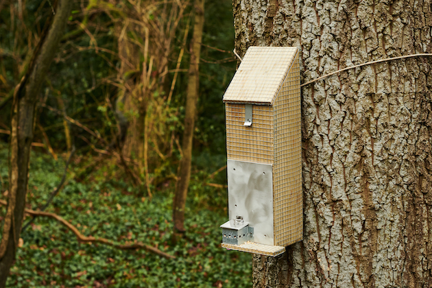 Grey squirrel control bait station 