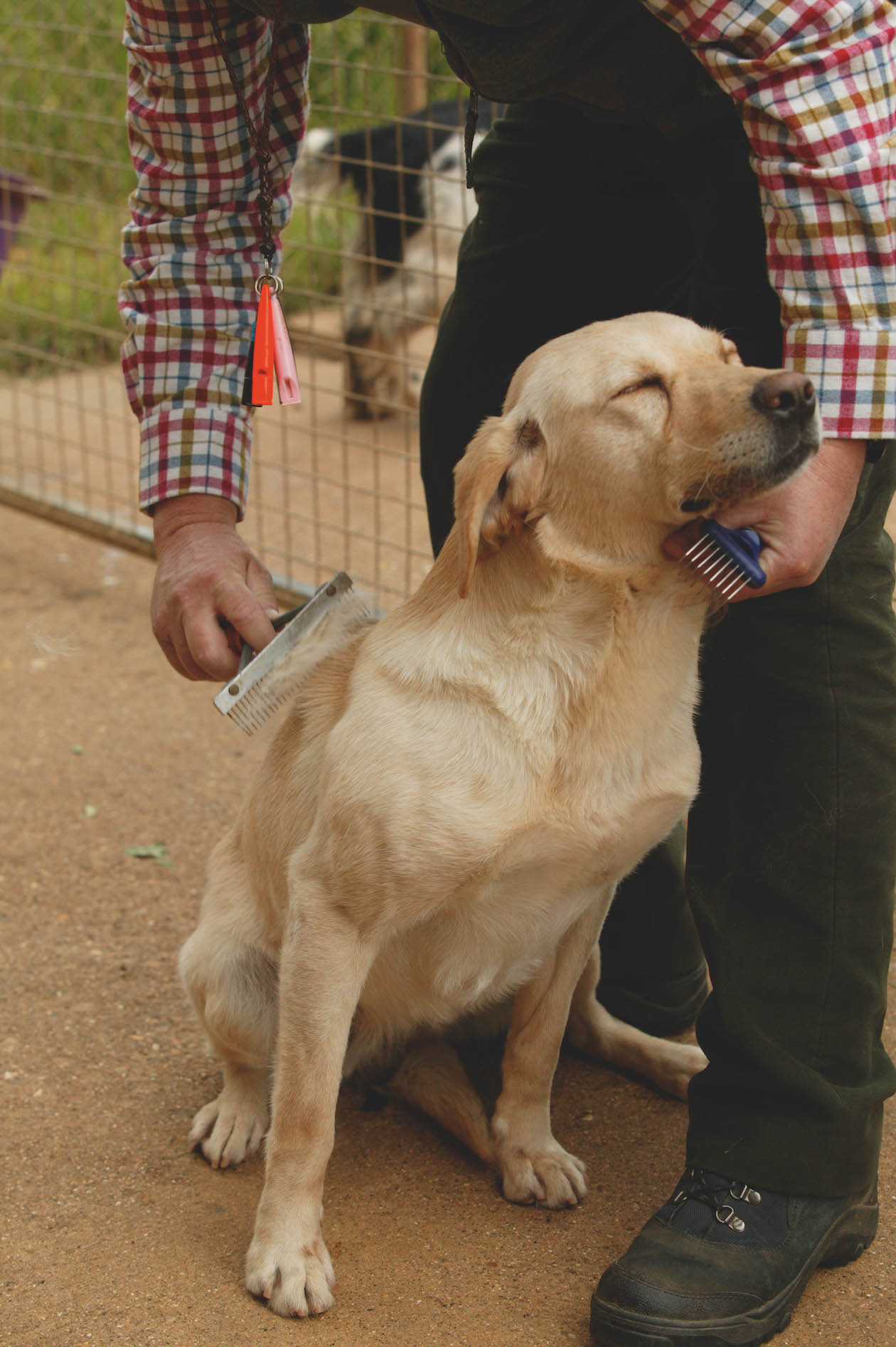 grooming a labrador 