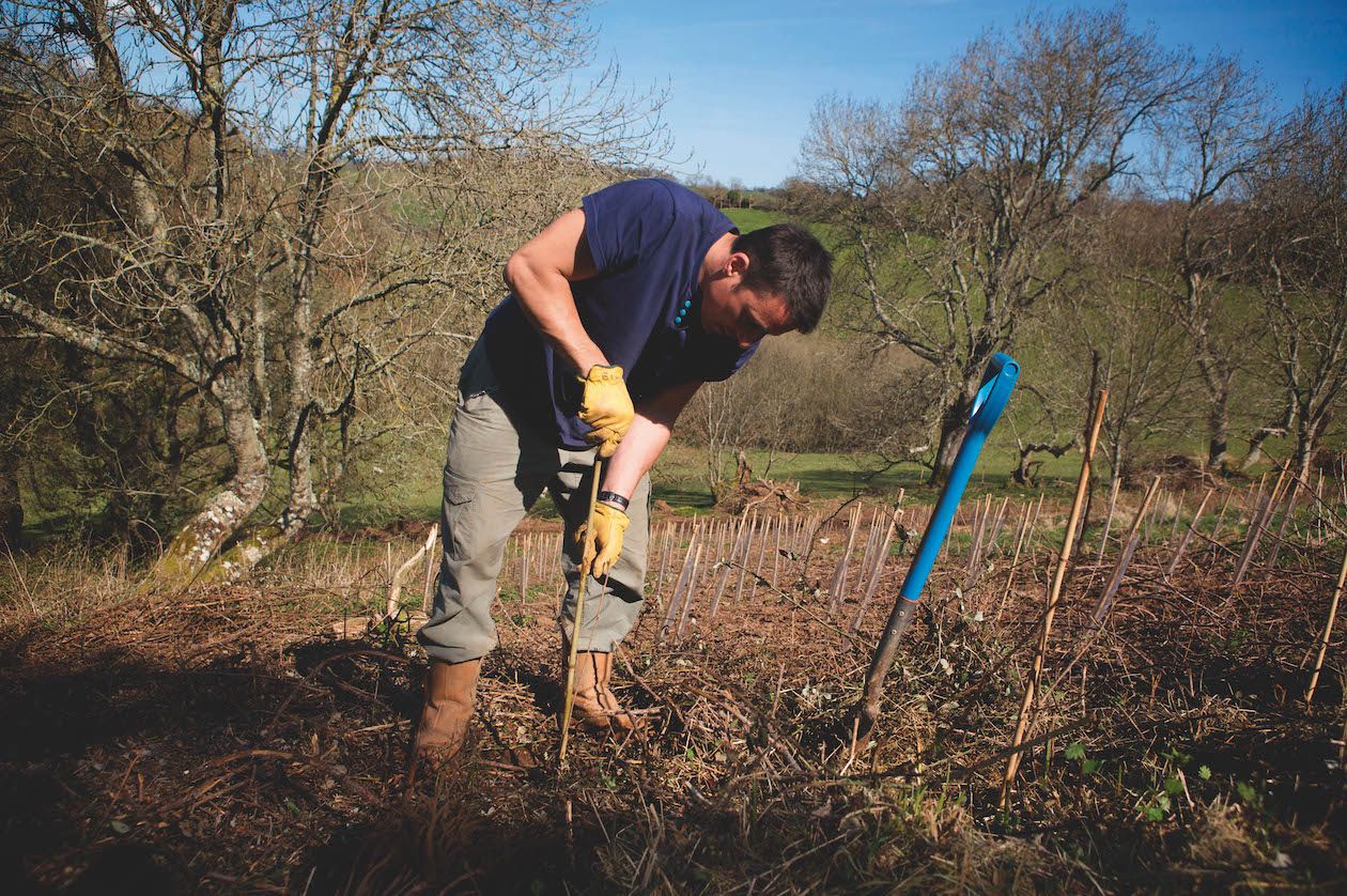 Man planting trees