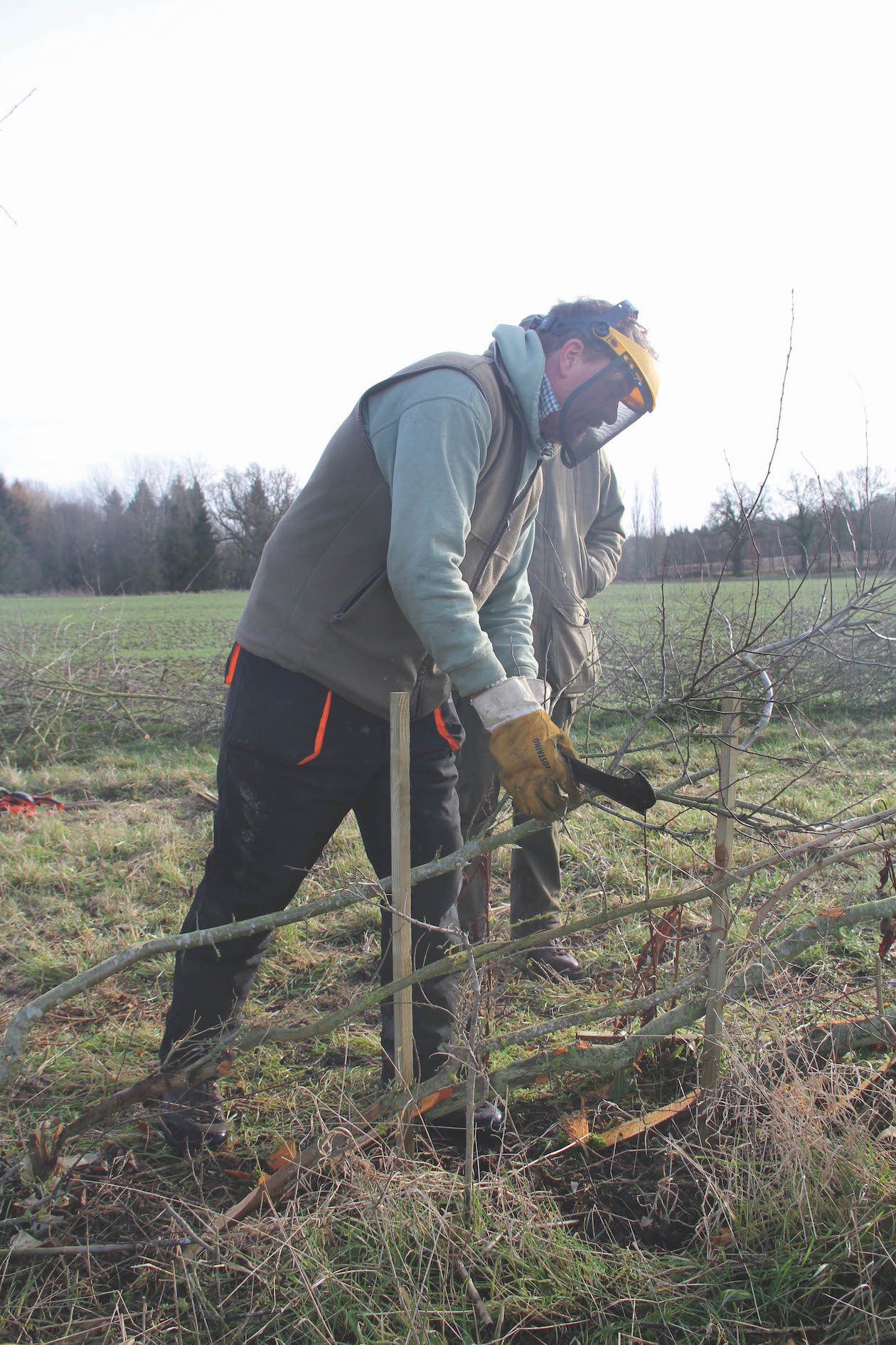 hedging 