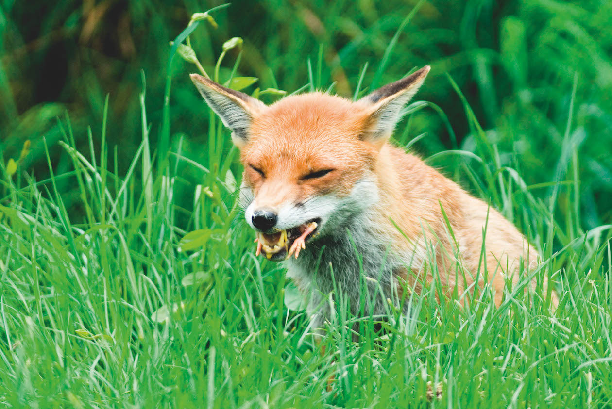 fox eating chick 