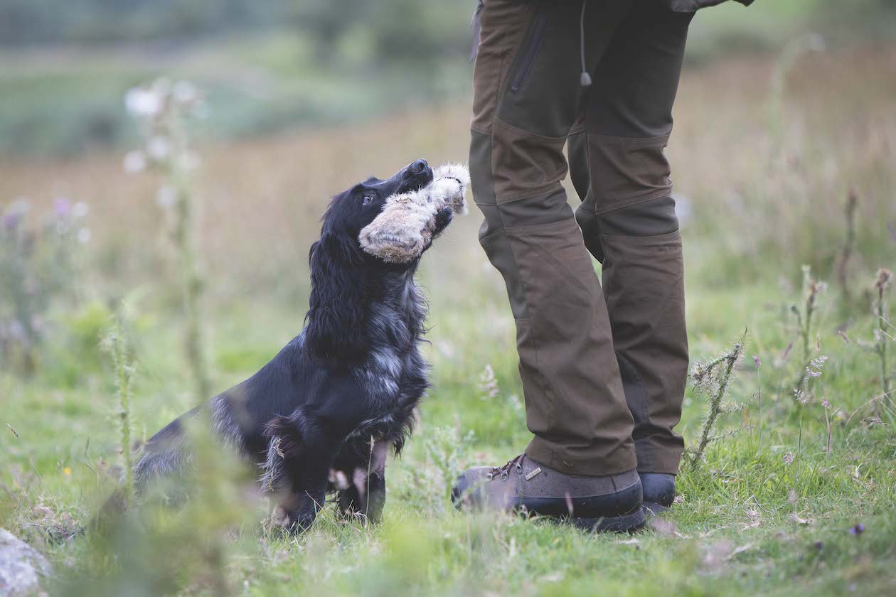 Spaniel retrieving