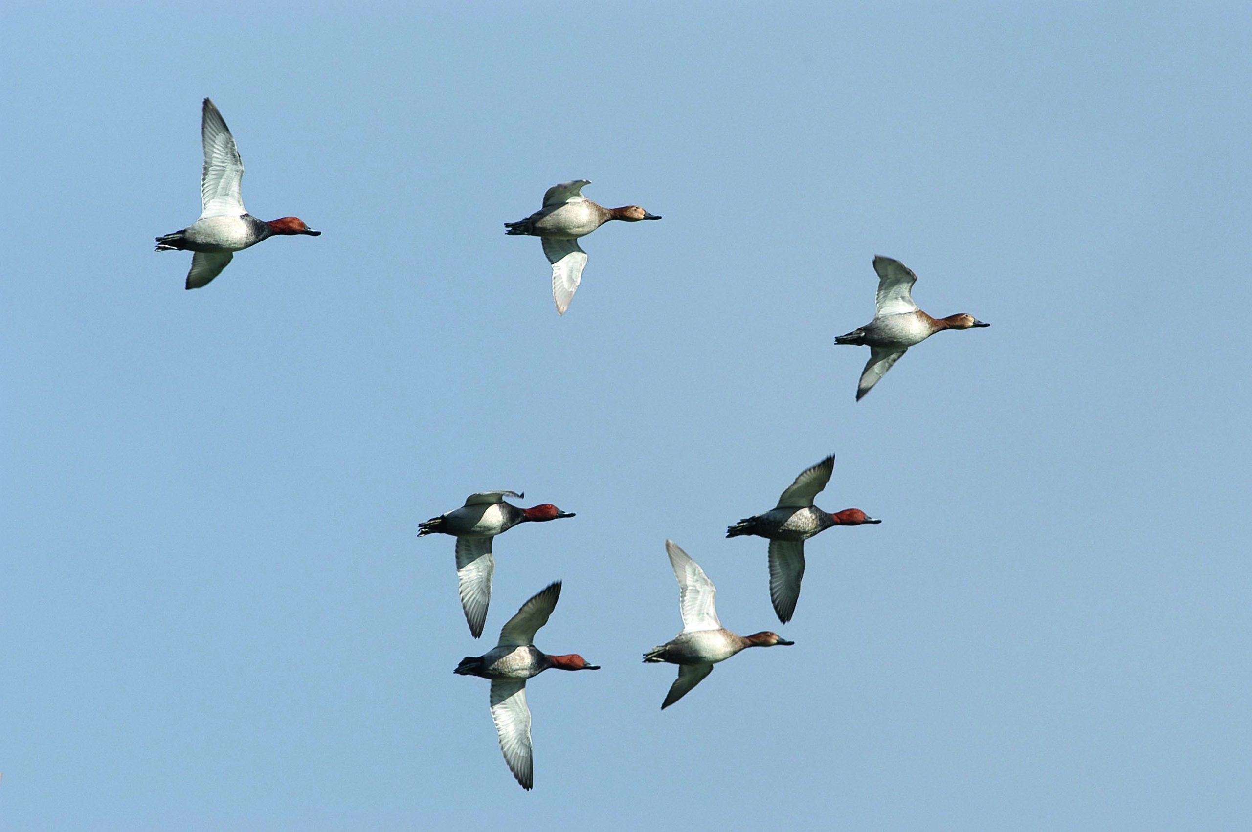 Common pochard flying