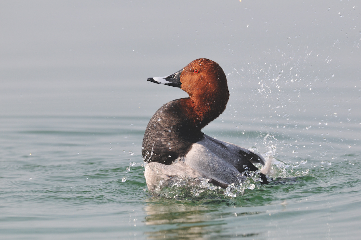 pochard