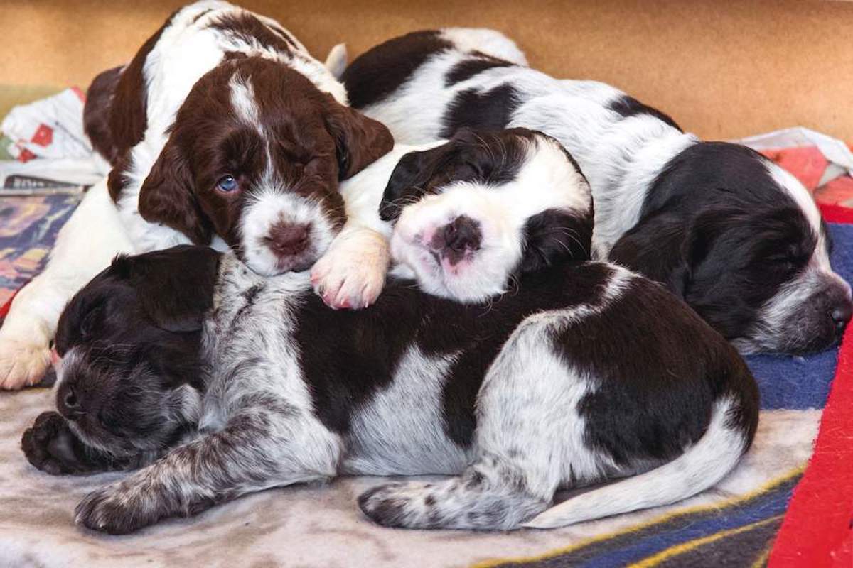 Why you shouldn&#8217;t get more than one puppy at once