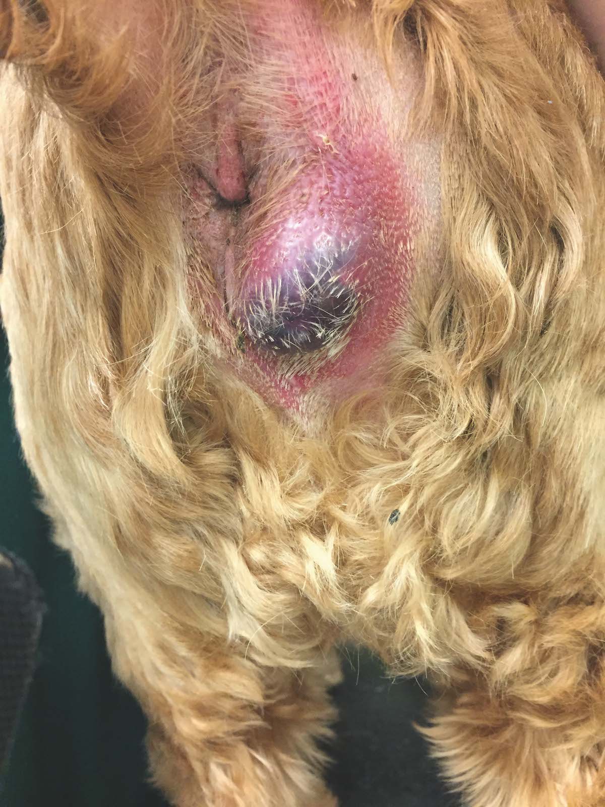 anal gland abscess on dog 