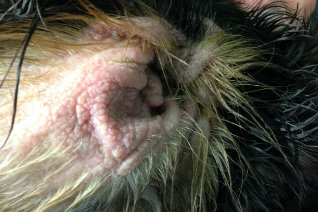 hypothyroidism in dogs 
