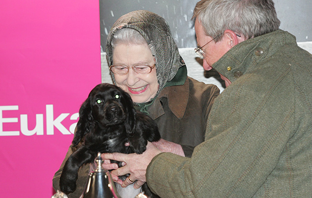 The Queen being presented with a cocker puppy at the cocker champ 2013