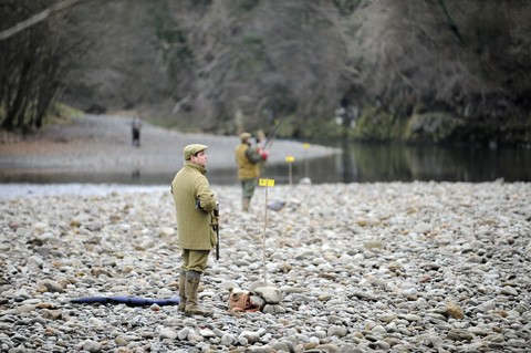 Pheasant shooting Underley Cumbria