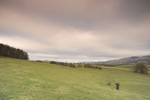 Pheasant shooting Underley Cumbria