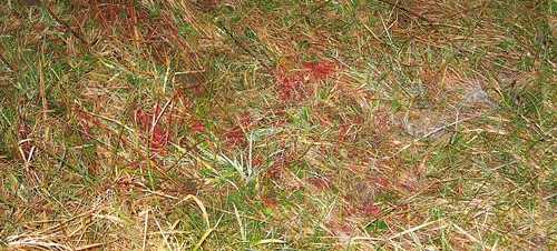 deer blood