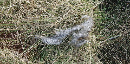 deer fur