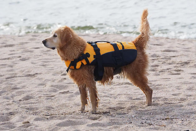 Golden retriever fitted with buoyancy aid 