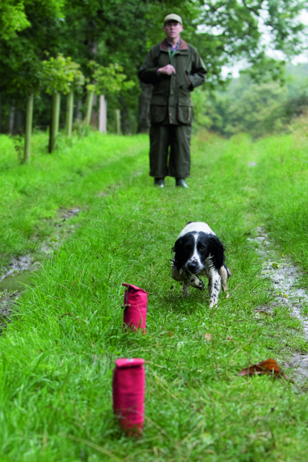 gundog training